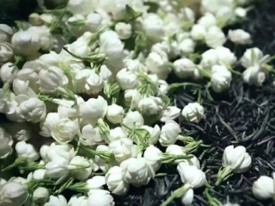 喝茶治口臭嗎，什么茶治口臭好？