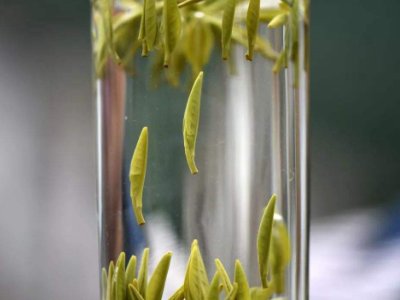 茶葉的專業(yè)知識，關(guān)于茶的基本知識大全