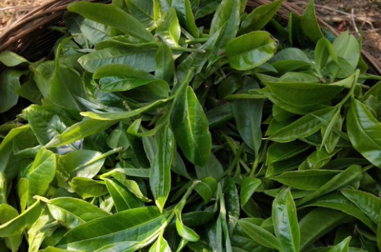 最耐泡的茶葉排名，什么茶葉經(jīng)久耐泡？