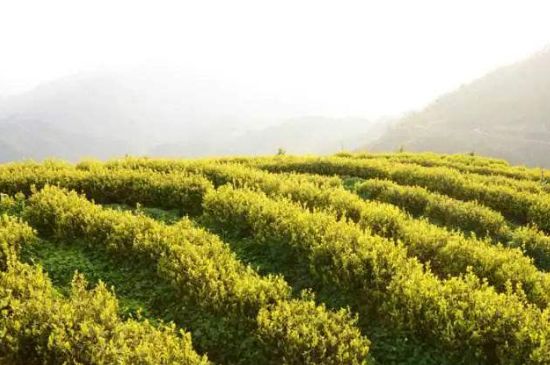 黃金茶的功效及禁忌癥，黃金茶有什么副作用嗎？