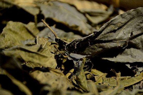 鷓鴣茶什么人不適合喝，鷓鴣茶的禁忌人群