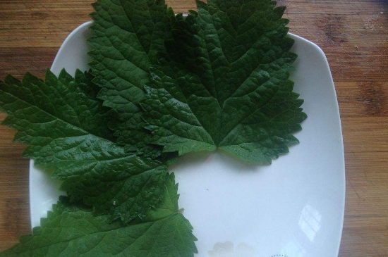 薄荷茶的功效與作用，喝薄荷茶有什么好處？