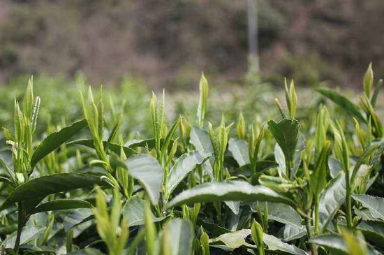 喝黃金茶禁忌，什么人不能喝黃金芽茶？