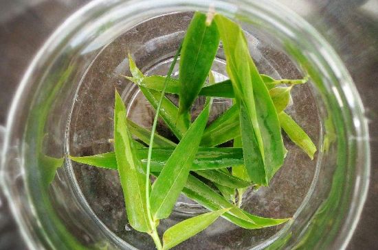 竹葉茶的禁忌，竹葉泡茶的功效禁忌