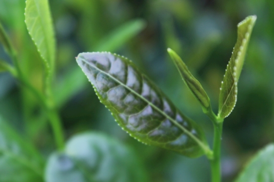 綠茶第一泡要倒掉嗎，為什么綠茶第一泡不喝？