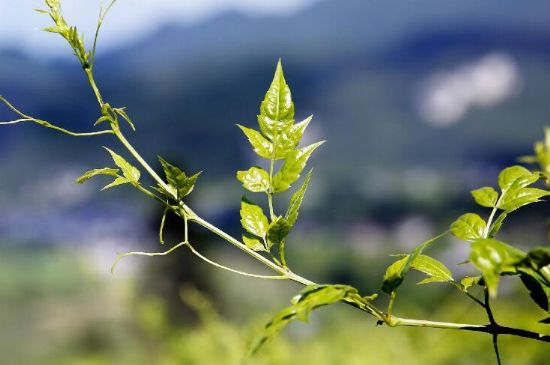 莓茶為什么先苦后甜回甘，莓茶口感怎么樣？