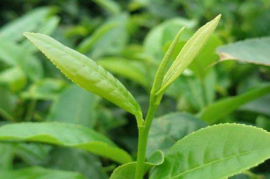 最耐泡的茶葉排名，什么茶葉經(jīng)久耐泡？