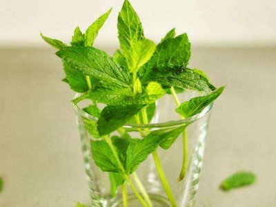 喝茶治口臭嗎，什么茶治口臭好？