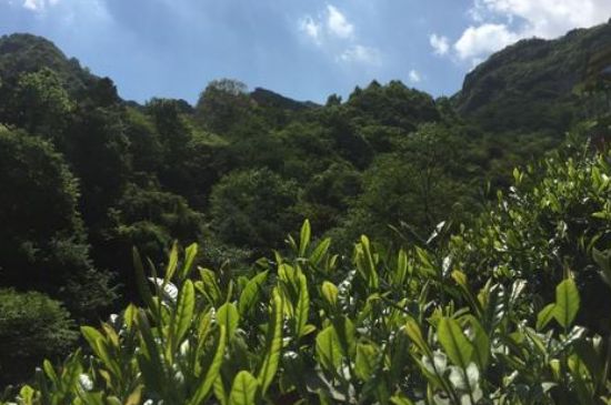 六安瓜片適合什么人喝，六安瓜片的功效與禁忌