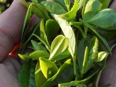 仙人掌茶的傳說：詩(shī)仙李白和仙人掌茶