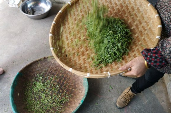 炒青茶為什么便宜，炒青綠茶好喝嗎？