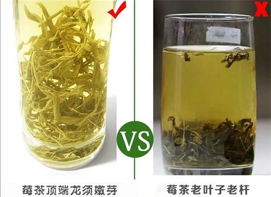 張家界茅巖莓茶與藤茶是同一種茶嗎，藤茶跟莓茶一不一樣？