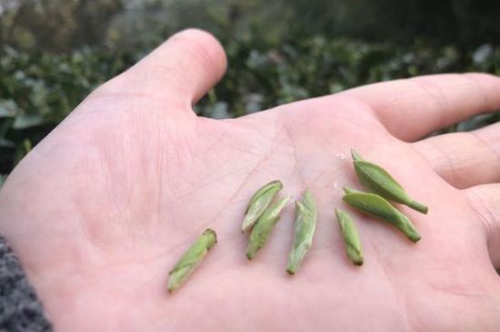春茶季怎么辨別白毫銀針的好壞，好的白毫銀針如何選購(gòu)？