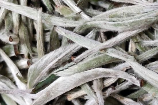 春茶上市白茶的好壞怎么區(qū)分，春白茶怎么分辨好不好？