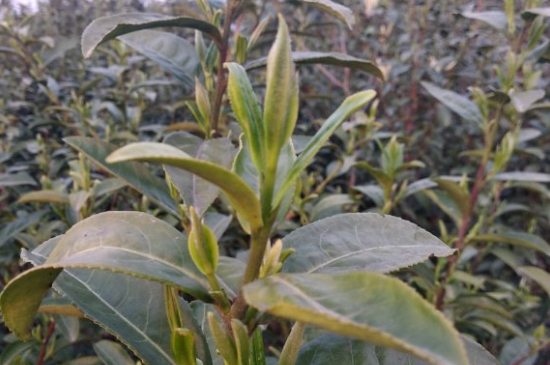 家庭如何保存碧螺春茶葉，蘇州洞庭碧螺春綠茶怎么保存？