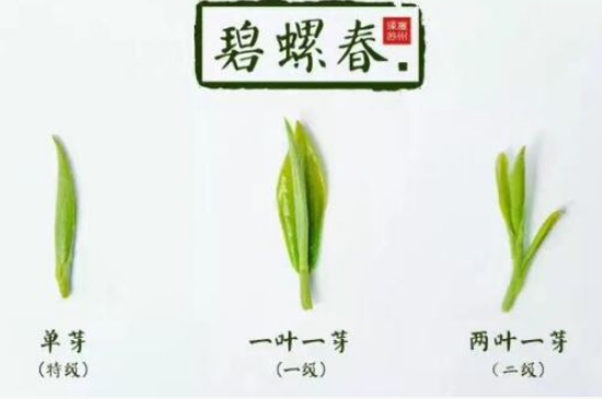 真假碧螺春泡水后區(qū)別，蘇州洞庭碧螺春怎樣鑒別好壞？