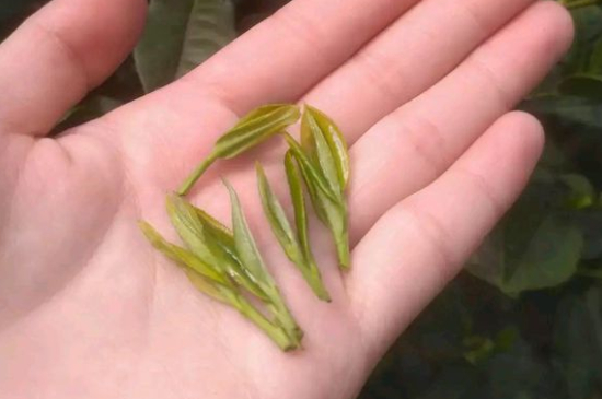 炒青茶為什么便宜，炒青綠茶好喝嗎？