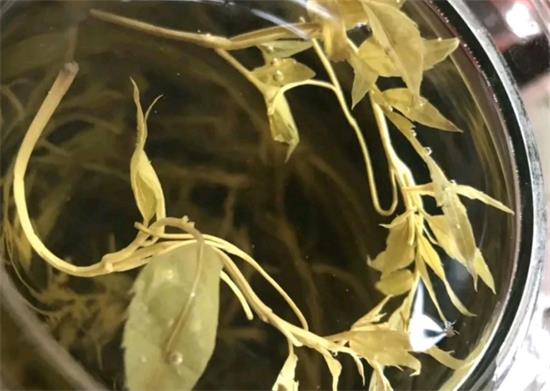 張家界茅巖莓茶與藤茶是同一種茶嗎，藤茶跟莓茶一不一樣？