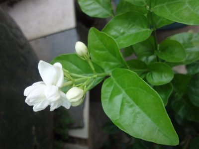 茉莉和什么一起泡最好，茉莉茶有幾種搭配？