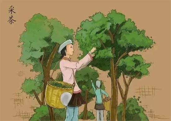 制茶八步驟，制茶工藝流程圖