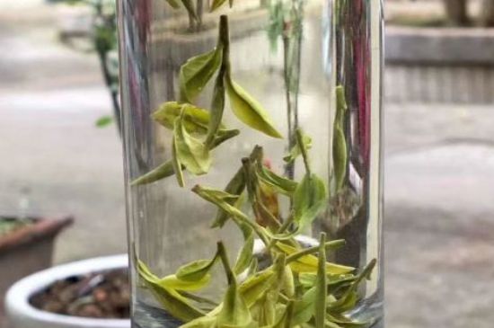 蒸汽煮茶器適合什么茶，蒸汽煮茶器適合用綠茶嗎？