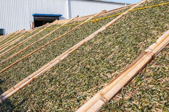 武夷巖茶的初制、精制加工工藝詳細(xì)講解