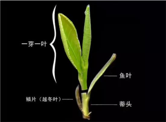 摘茶葉最快的方法，采摘茶葉怎么才能快？