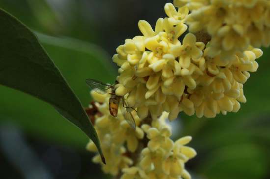 桂花茶禁忌，喝桂花茶有什么禁忌