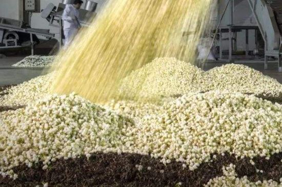 茉莉龍珠怎么做的，茉莉龍珠的制作工藝