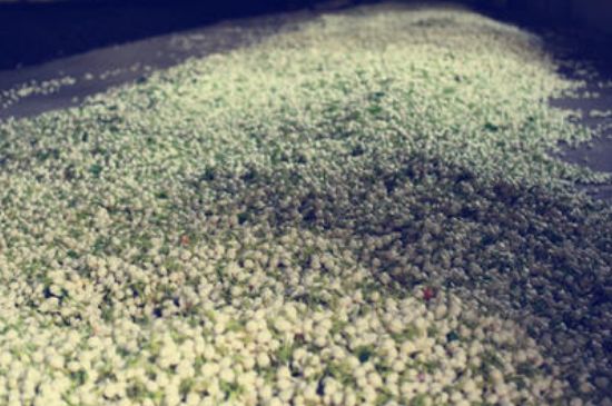 茉莉龍珠怎么做的，茉莉龍珠的制作工藝