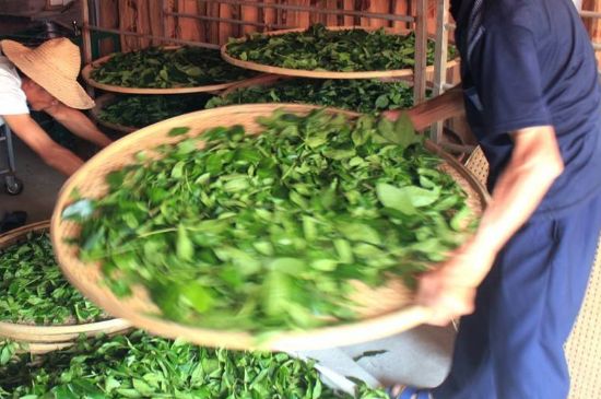 武夷巖茶的初制、精制加工工藝詳細(xì)講解