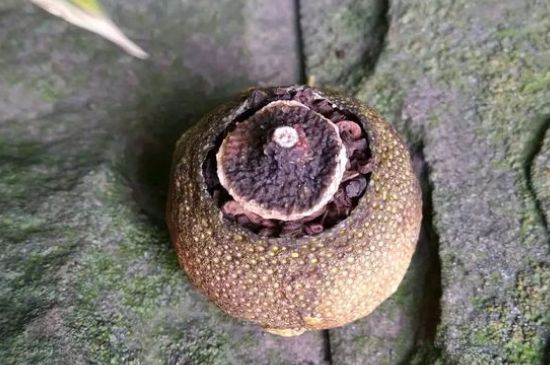 家庭自制柑普茶方法，小青柑制作9個步驟竅門（圖片）