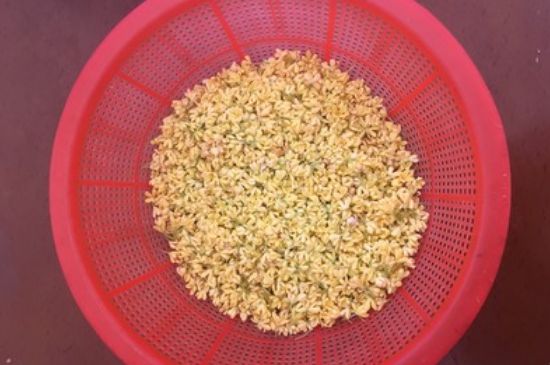 干桂花茶的制作方法，怎樣自制桂花茶？