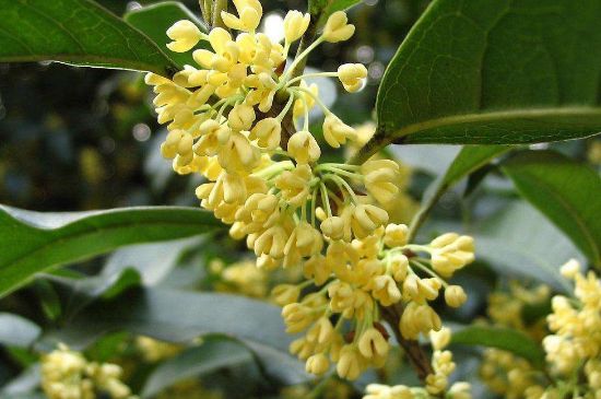 干桂花茶的制作方法，怎樣自制桂花茶？