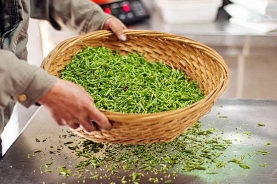 武夷巖茶的初制、精制加工工藝詳細(xì)講解