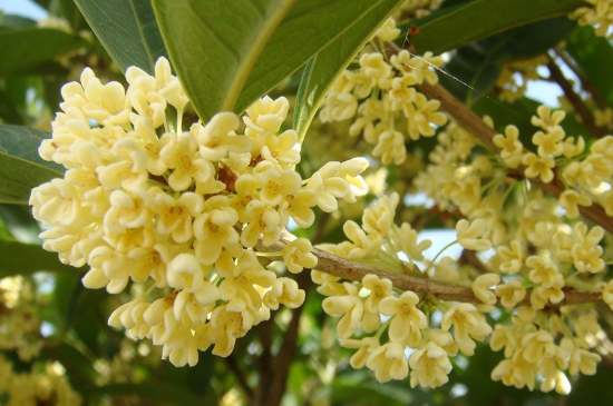 茉莉茶一次泡幾朵，茉莉茶放多少