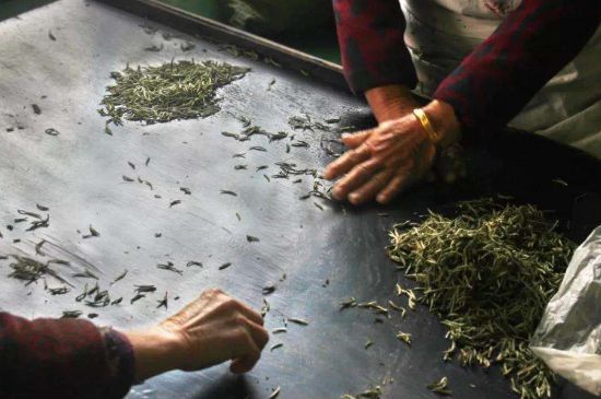 武夷巖茶的初制、精制加工工藝詳細(xì)講解