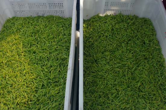 什么茶葉適合用蒸茶器，什么茶可以蒸