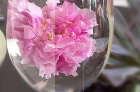 干玫瑰花泡水放幾顆，玫瑰花泡水一次放幾朵？