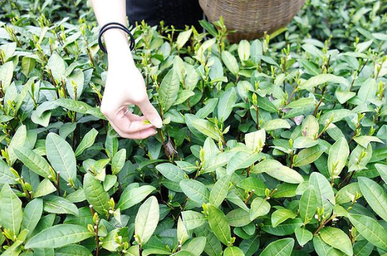 采茶的方法與步驟，如何正確采摘茶葉？