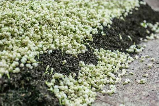 茉莉茶葉的功效與禁忌，什么人不適合喝茉莉花茶？