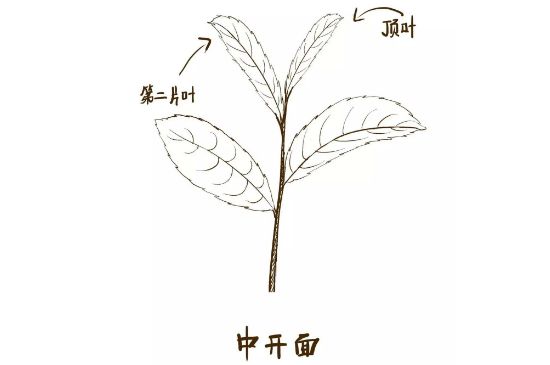 武夷巖茶的初制、精制加工工藝詳細(xì)講解
