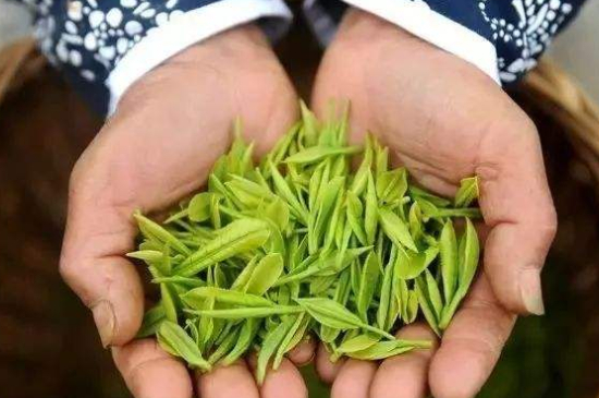 摘茶葉最快的方法，采摘茶葉怎么才能快？