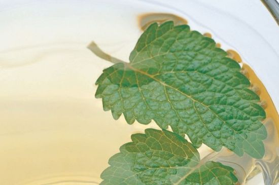 薄荷葉茶怎么制作，薄荷如何做成干茶葉