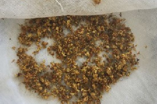 干桂花茶的制作方法，怎樣自制桂花茶？