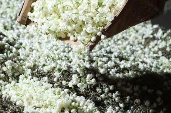 茉莉茶葉的功效與禁忌，什么人不適合喝茉莉花茶？