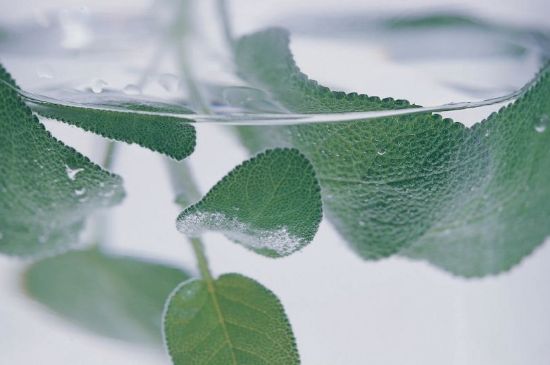 薄荷葉茶怎么制作，薄荷如何做成干茶葉