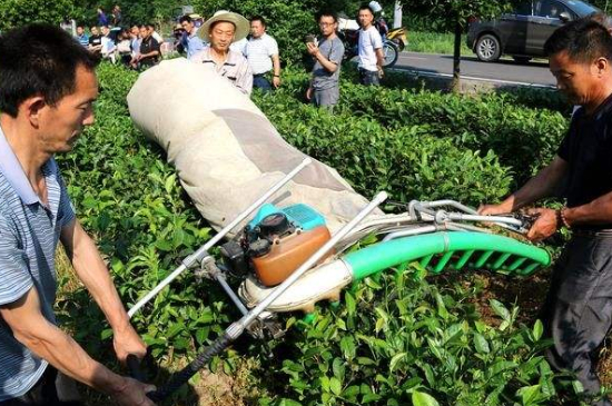 采茶的方法與步驟，如何正確采摘茶葉？