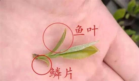 摘茶葉最快的方法，采摘茶葉怎么才能快？