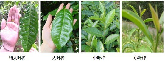 摘茶葉最快的方法，采摘茶葉怎么才能快？